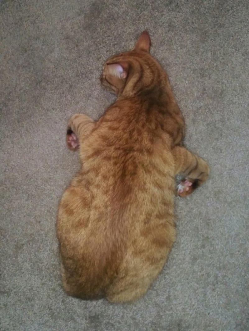 #29 He Sleeps Like A Thanksgiving Turkey #1 She Yells Until I Let Her Join Me In The Bathtub, #3 Cat On Television, #5 She’ll Hold This Pose Until You Pet Her…, #7 Liquid Cat, #9 I Think He Wants To Come Inside, #11 Just Watchin' TV, #13 What Did I Do To Merit This, #15 We've Adopted An Idiot. A Dramatic Idiot, #17 Every Time You Pick Him Up He Needs To Stretch Out, #21 I Just Can't With Noodle's Face, #25 I Prefer Napkin, #27 He Just Fell Asleep Like This, #29 He Sleeps Like A Thanksgiving Turkey, #31 It's What You Get For Being Greedy, #35 Why Are Cats Always Weirdos When We're In The Bathroom, #37 Hello Ladies, Welcome To The Penthouse, #39 Our Cat Thinks She's A Penguin, #41 Mr. Toonses, Sitting Around The House, Judging Everyone