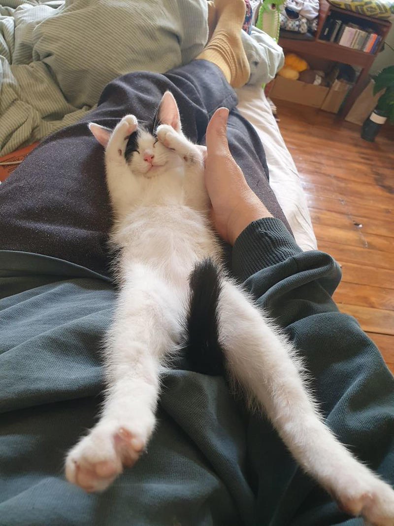 #27 He Just Fell Asleep Like This #1 She Yells Until I Let Her Join Me In The Bathtub, #3 Cat On Television, #5 She’ll Hold This Pose Until You Pet Her…, #7 Liquid Cat, #9 I Think He Wants To Come Inside, #11 Just Watchin' TV, #13 What Did I Do To Merit This, #15 We've Adopted An Idiot. A Dramatic Idiot, #17 Every Time You Pick Him Up He Needs To Stretch Out, #21 I Just Can't With Noodle's Face, #25 I Prefer Napkin, #27 He Just Fell Asleep Like This, #29 He Sleeps Like A Thanksgiving Turkey, #31 It's What You Get For Being Greedy, #35 Why Are Cats Always Weirdos When We're In The Bathroom, #37 Hello Ladies, Welcome To The Penthouse, #39 Our Cat Thinks She's A Penguin, #41 Mr. Toonses, Sitting Around The House, Judging Everyone