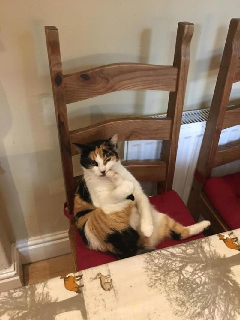 #1 She Yells Until I Let Her Join Me In The Bathtub, #3 Cat On Television, #5 She’ll Hold This Pose Until You Pet Her…, #7 Liquid Cat, #9 I Think He Wants To Come Inside, #11 Just Watchin' TV, #13 What Did I Do To Merit This, #15 We've Adopted An Idiot. A Dramatic Idiot, #17 Every Time You Pick Him Up He Needs To Stretch Out, #21 I Just Can't With Noodle's Face, #25 I Prefer Napkin, #27 He Just Fell Asleep Like This, #29 He Sleeps Like A Thanksgiving Turkey, #31 It's What You Get For Being Greedy, #35 Why Are Cats Always Weirdos When We're In The Bathroom, #37 Hello Ladies, Welcome To The Penthouse, #39 Our Cat Thinks She's A Penguin, #41 Mr. Toonses, Sitting Around The House, Judging Everyone