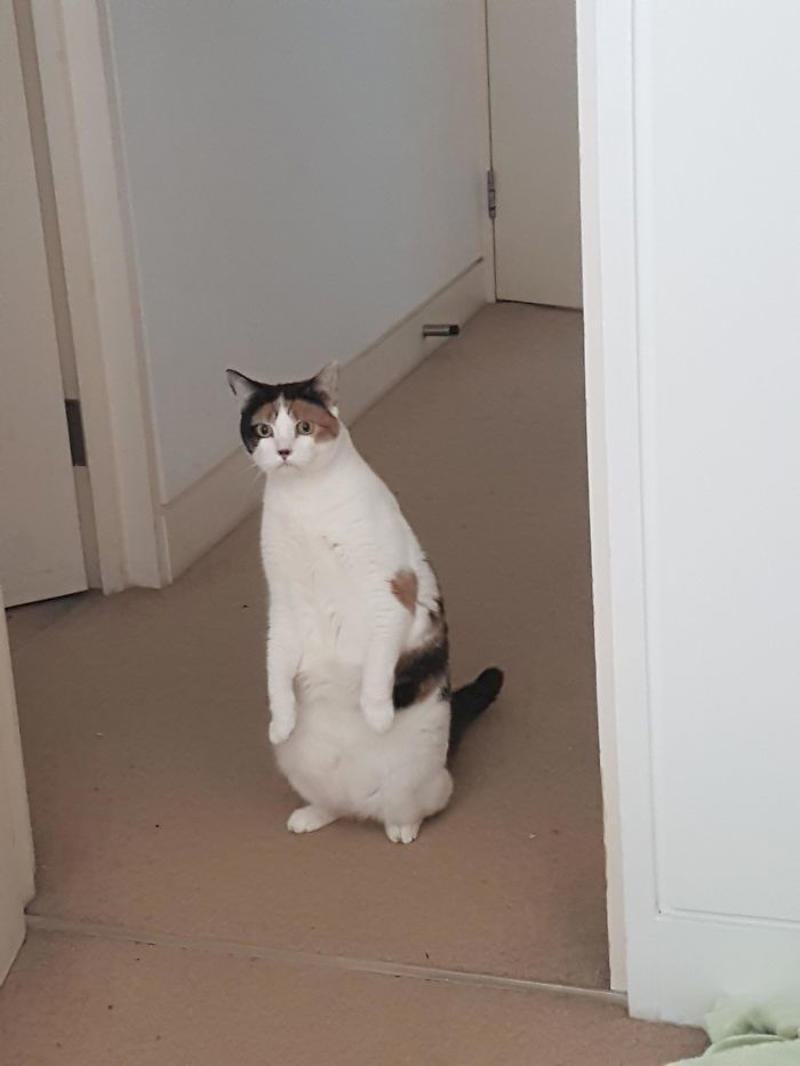 #39 Our Cat Thinks She's A Penguin #1 She Yells Until I Let Her Join Me In The Bathtub, #3 Cat On Television, #5 She’ll Hold This Pose Until You Pet Her…, #7 Liquid Cat, #9 I Think He Wants To Come Inside, #11 Just Watchin' TV, #13 What Did I Do To Merit This, #15 We've Adopted An Idiot. A Dramatic Idiot, #17 Every Time You Pick Him Up He Needs To Stretch Out, #21 I Just Can't With Noodle's Face, #25 I Prefer Napkin, #27 He Just Fell Asleep Like This, #29 He Sleeps Like A Thanksgiving Turkey, #31 It's What You Get For Being Greedy, #35 Why Are Cats Always Weirdos When We're In The Bathroom, #37 Hello Ladies, Welcome To The Penthouse, #39 Our Cat Thinks She's A Penguin, #41 Mr. Toonses, Sitting Around The House, Judging Everyone