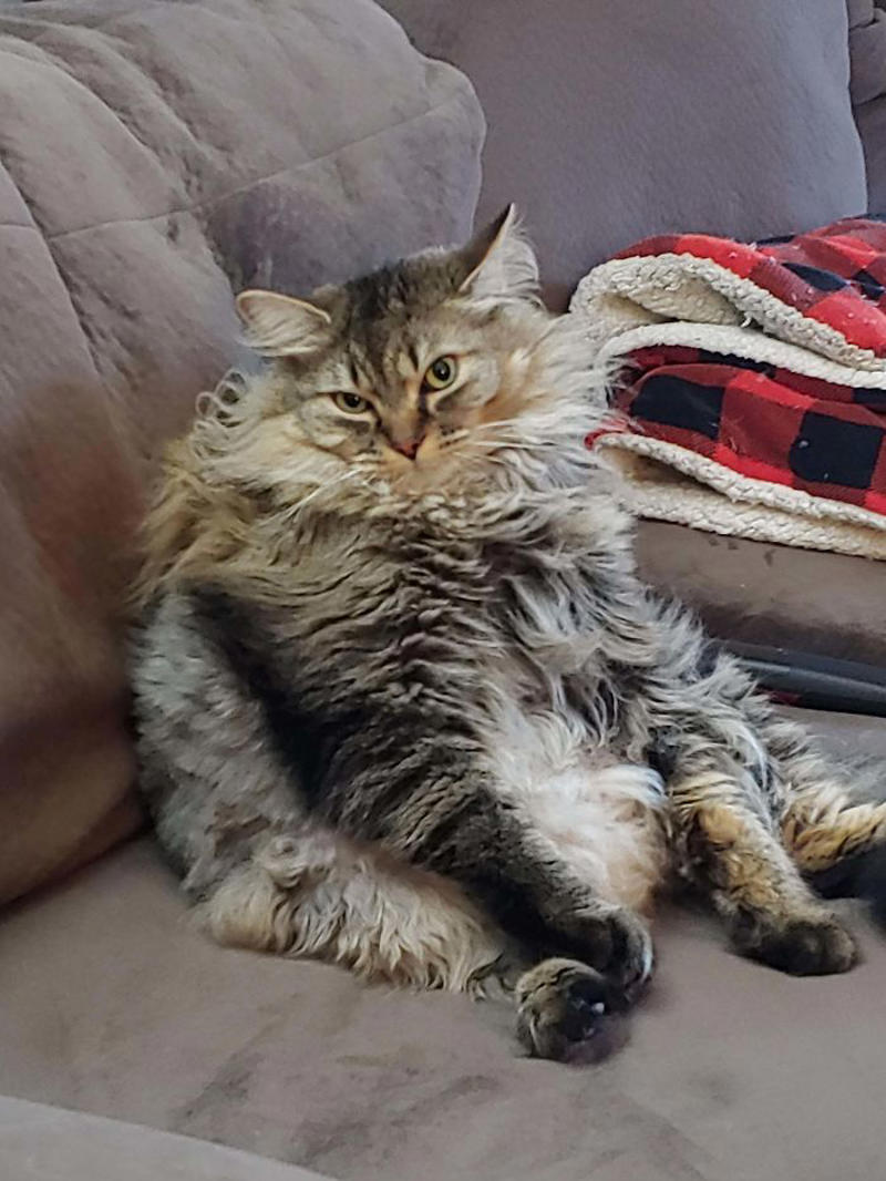 #41 Mr. Toonses, Sitting Around The House, Judging Everyone #1 She Yells Until I Let Her Join Me In The Bathtub, #3 Cat On Television, #5 She’ll Hold This Pose Until You Pet Her…, #7 Liquid Cat, #9 I Think He Wants To Come Inside, #11 Just Watchin' TV, #13 What Did I Do To Merit This, #15 We've Adopted An Idiot. A Dramatic Idiot, #17 Every Time You Pick Him Up He Needs To Stretch Out, #21 I Just Can't With Noodle's Face, #25 I Prefer Napkin, #27 He Just Fell Asleep Like This, #29 He Sleeps Like A Thanksgiving Turkey, #31 It's What You Get For Being Greedy, #35 Why Are Cats Always Weirdos When We're In The Bathroom, #37 Hello Ladies, Welcome To The Penthouse, #39 Our Cat Thinks She's A Penguin, #41 Mr. Toonses, Sitting Around The House, Judging Everyone