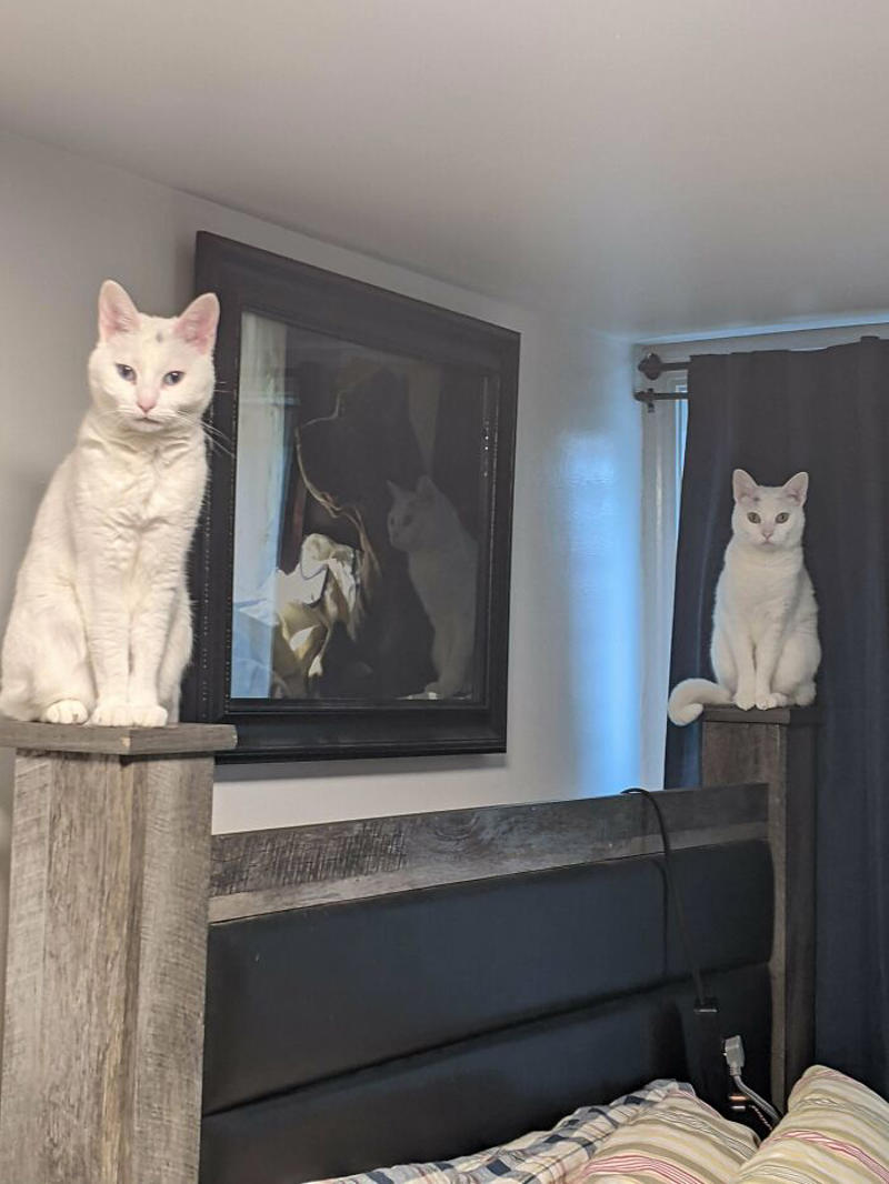 #13 What Did I Do To Merit This #1 She Yells Until I Let Her Join Me In The Bathtub, #3 Cat On Television, #5 She’ll Hold This Pose Until You Pet Her…, #7 Liquid Cat, #9 I Think He Wants To Come Inside, #11 Just Watchin' TV, #13 What Did I Do To Merit This, #15 We've Adopted An Idiot. A Dramatic Idiot, #17 Every Time You Pick Him Up He Needs To Stretch Out, #21 I Just Can't With Noodle's Face, #25 I Prefer Napkin, #27 He Just Fell Asleep Like This, #29 He Sleeps Like A Thanksgiving Turkey, #31 It's What You Get For Being Greedy, #35 Why Are Cats Always Weirdos When We're In The Bathroom, #37 Hello Ladies, Welcome To The Penthouse, #39 Our Cat Thinks She's A Penguin, #41 Mr. Toonses, Sitting Around The House, Judging Everyone