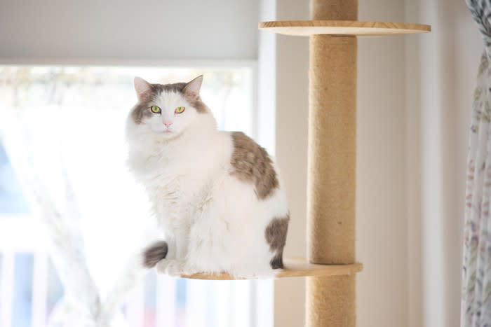 猫が「めんどくさい」と思っているときの仕草5選, 2.そっぽを向く, 3.しっぽをパタパタする, 4.あくびをする, 5.低い声で鳴く, 猫が「めんどくさい」サインを出しているときの対応法
