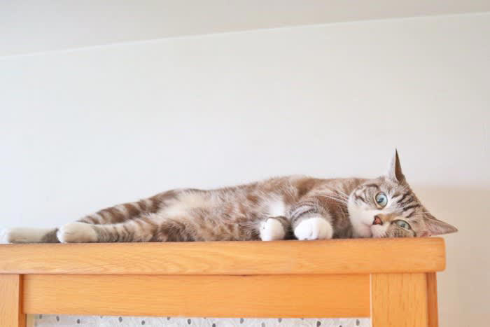 猫が「めんどくさい」と思っているときの仕草5選, 2.そっぽを向く, 3.しっぽをパタパタする, 4.あくびをする, 5.低い声で鳴く, 猫が「めんどくさい」サインを出しているときの対応法