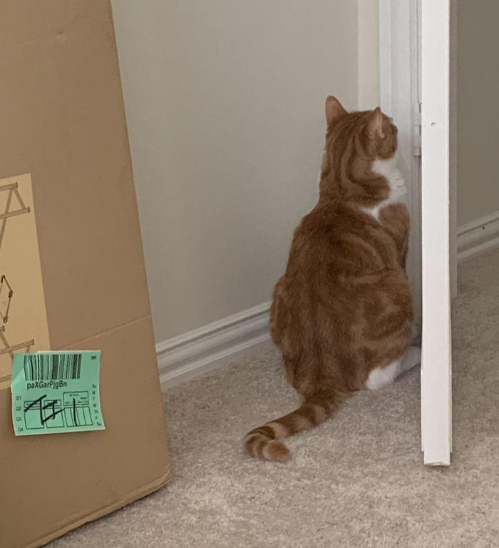 #33 He’s Been Sitting Like This For 15 Minutes. It’s Starting To Scare Me #1 She Yells Until I Let Her Join Me In The Bathtub, #3 Cat On Television, #5 She’ll Hold This Pose Until You Pet Her…, #7 Liquid Cat, #9 I Think He Wants To Come Inside, #11 Just Watchin' TV, #13 What Did I Do To Merit This, #15 We've Adopted An Idiot. A Dramatic Idiot, #17 Every Time You Pick Him Up He Needs To Stretch Out, #21 I Just Can't With Noodle's Face, #25 I Prefer Napkin, #27 He Just Fell Asleep Like This, #29 He Sleeps Like A Thanksgiving Turkey, #31 It's What You Get For Being Greedy, #35 Why Are Cats Always Weirdos When We're In The Bathroom, #37 Hello Ladies, Welcome To The Penthouse, #39 Our Cat Thinks She's A Penguin, #41 Mr. Toonses, Sitting Around The House, Judging Everyone