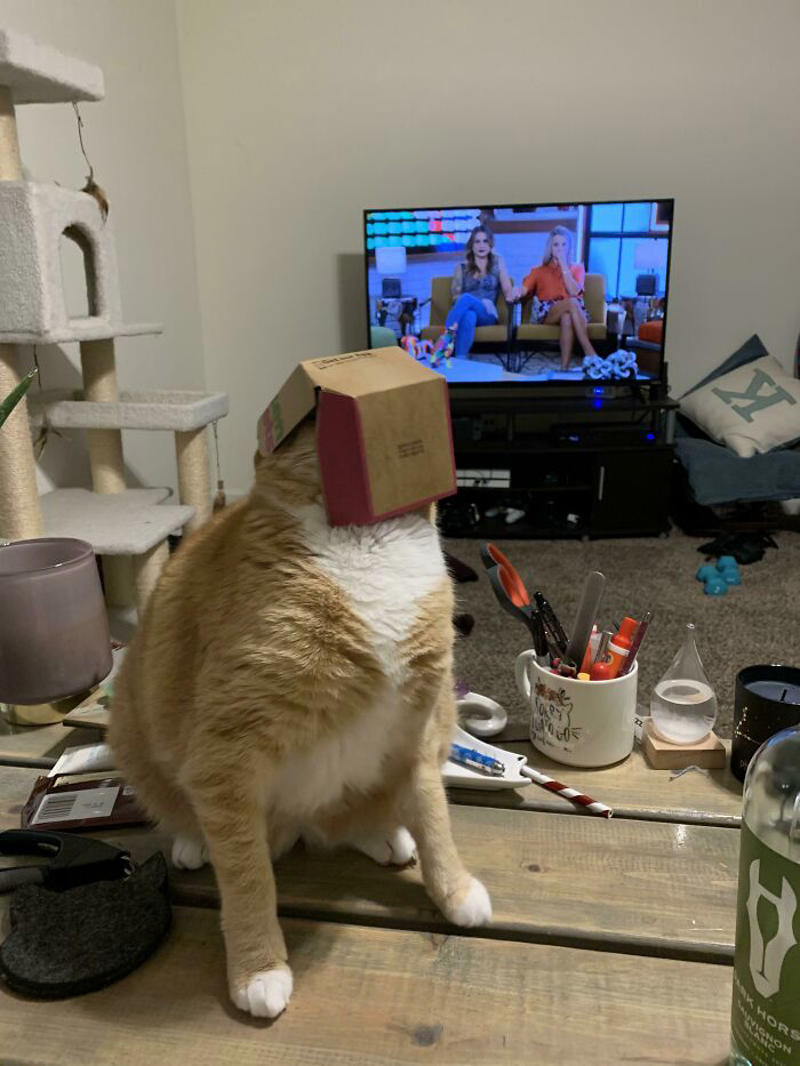 #43 Got Mcdonald’s And My Cat Decided To Stick His Head In The Empty Nugget Container #1 She Yells Until I Let Her Join Me In The Bathtub, #3 Cat On Television, #5 She’ll Hold This Pose Until You Pet Her…, #7 Liquid Cat, #9 I Think He Wants To Come Inside, #11 Just Watchin' TV, #13 What Did I Do To Merit This, #15 We've Adopted An Idiot. A Dramatic Idiot, #17 Every Time You Pick Him Up He Needs To Stretch Out, #21 I Just Can't With Noodle's Face, #25 I Prefer Napkin, #27 He Just Fell Asleep Like This, #29 He Sleeps Like A Thanksgiving Turkey, #31 It's What You Get For Being Greedy, #35 Why Are Cats Always Weirdos When We're In The Bathroom, #37 Hello Ladies, Welcome To The Penthouse, #39 Our Cat Thinks She's A Penguin, #41 Mr. Toonses, Sitting Around The House, Judging Everyone