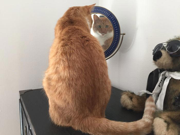 #23 My Cat Stares At Me Through Reflections (Not Just Mirrors.. Anything With A Reflection, Like My TV When It’s Off). Freaks Me Out... #1 She Yells Until I Let Her Join Me In The Bathtub, #3 Cat On Television, #5 She’ll Hold This Pose Until You Pet Her…, #7 Liquid Cat, #9 I Think He Wants To Come Inside, #11 Just Watchin' TV, #13 What Did I Do To Merit This, #15 We've Adopted An Idiot. A Dramatic Idiot, #17 Every Time You Pick Him Up He Needs To Stretch Out, #21 I Just Can't With Noodle's Face, #25 I Prefer Napkin, #27 He Just Fell Asleep Like This, #29 He Sleeps Like A Thanksgiving Turkey, #31 It's What You Get For Being Greedy, #35 Why Are Cats Always Weirdos When We're In The Bathroom, #37 Hello Ladies, Welcome To The Penthouse, #39 Our Cat Thinks She's A Penguin, #41 Mr. Toonses, Sitting Around The House, Judging Everyone