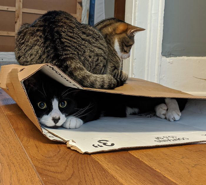 #19 The Deadly Combination Of One Cat That Likes Hidey Holes And Another Cat That Sits On Boxes #1 She Yells Until I Let Her Join Me In The Bathtub, #3 Cat On Television, #5 She’ll Hold This Pose Until You Pet Her…, #7 Liquid Cat, #9 I Think He Wants To Come Inside, #11 Just Watchin' TV, #13 What Did I Do To Merit This, #15 We've Adopted An Idiot. A Dramatic Idiot, #17 Every Time You Pick Him Up He Needs To Stretch Out, #21 I Just Can't With Noodle's Face, #25 I Prefer Napkin, #27 He Just Fell Asleep Like This, #29 He Sleeps Like A Thanksgiving Turkey, #31 It's What You Get For Being Greedy, #35 Why Are Cats Always Weirdos When We're In The Bathroom, #37 Hello Ladies, Welcome To The Penthouse, #39 Our Cat Thinks She's A Penguin, #41 Mr. Toonses, Sitting Around The House, Judging Everyone