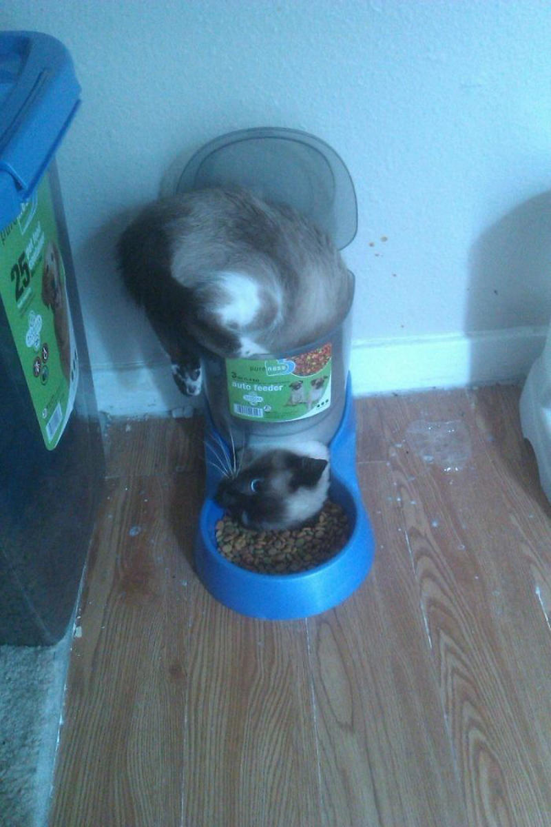 #31 It's What You Get For Being Greedy #1 She Yells Until I Let Her Join Me In The Bathtub, #3 Cat On Television, #5 She’ll Hold This Pose Until You Pet Her…, #7 Liquid Cat, #9 I Think He Wants To Come Inside, #11 Just Watchin' TV, #13 What Did I Do To Merit This, #15 We've Adopted An Idiot. A Dramatic Idiot, #17 Every Time You Pick Him Up He Needs To Stretch Out, #21 I Just Can't With Noodle's Face, #25 I Prefer Napkin, #27 He Just Fell Asleep Like This, #29 He Sleeps Like A Thanksgiving Turkey, #31 It's What You Get For Being Greedy, #35 Why Are Cats Always Weirdos When We're In The Bathroom, #37 Hello Ladies, Welcome To The Penthouse, #39 Our Cat Thinks She's A Penguin, #41 Mr. Toonses, Sitting Around The House, Judging Everyone