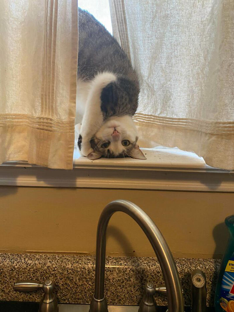 #5 She’ll Hold This Pose Until You Pet Her… #1 She Yells Until I Let Her Join Me In The Bathtub, #3 Cat On Television, #5 She’ll Hold This Pose Until You Pet Her…, #7 Liquid Cat, #9 I Think He Wants To Come Inside, #11 Just Watchin' TV, #13 What Did I Do To Merit This, #15 We've Adopted An Idiot. A Dramatic Idiot, #17 Every Time You Pick Him Up He Needs To Stretch Out, #21 I Just Can't With Noodle's Face, #25 I Prefer Napkin, #27 He Just Fell Asleep Like This, #29 He Sleeps Like A Thanksgiving Turkey, #31 It's What You Get For Being Greedy, #35 Why Are Cats Always Weirdos When We're In The Bathroom, #37 Hello Ladies, Welcome To The Penthouse, #39 Our Cat Thinks She's A Penguin, #41 Mr. Toonses, Sitting Around The House, Judging Everyone
