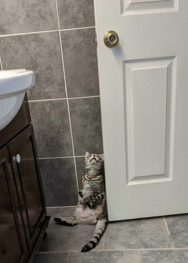 #35 Why Are Cats Always Weirdos When We're In The Bathroom #1 She Yells Until I Let Her Join Me In The Bathtub, #3 Cat On Television, #5 She’ll Hold This Pose Until You Pet Her…, #7 Liquid Cat, #9 I Think He Wants To Come Inside, #11 Just Watchin' TV, #13 What Did I Do To Merit This, #15 We've Adopted An Idiot. A Dramatic Idiot, #17 Every Time You Pick Him Up He Needs To Stretch Out, #21 I Just Can't With Noodle's Face, #25 I Prefer Napkin, #27 He Just Fell Asleep Like This, #29 He Sleeps Like A Thanksgiving Turkey, #31 It's What You Get For Being Greedy, #35 Why Are Cats Always Weirdos When We're In The Bathroom, #37 Hello Ladies, Welcome To The Penthouse, #39 Our Cat Thinks She's A Penguin, #41 Mr. Toonses, Sitting Around The House, Judging Everyone