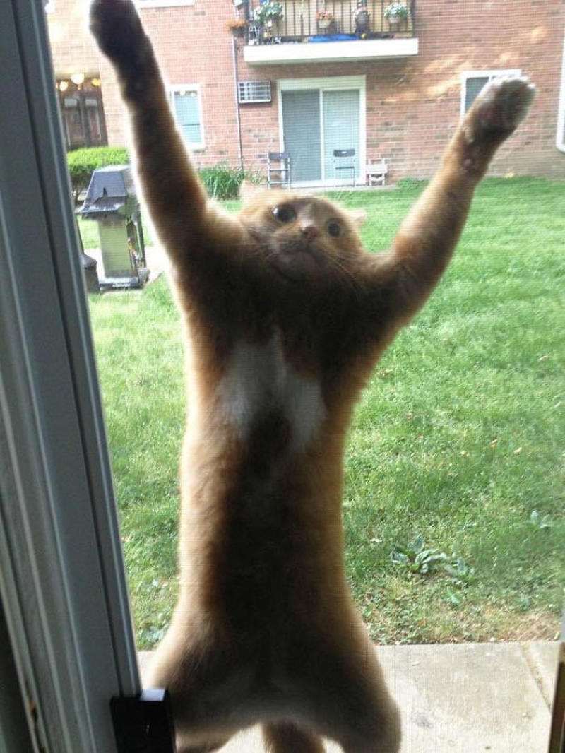 #9 I Think He Wants To Come Inside #1 She Yells Until I Let Her Join Me In The Bathtub, #3 Cat On Television, #5 She’ll Hold This Pose Until You Pet Her…, #7 Liquid Cat, #9 I Think He Wants To Come Inside, #11 Just Watchin' TV, #13 What Did I Do To Merit This, #15 We've Adopted An Idiot. A Dramatic Idiot, #17 Every Time You Pick Him Up He Needs To Stretch Out, #21 I Just Can't With Noodle's Face, #25 I Prefer Napkin, #27 He Just Fell Asleep Like This, #29 He Sleeps Like A Thanksgiving Turkey, #31 It's What You Get For Being Greedy, #35 Why Are Cats Always Weirdos When We're In The Bathroom, #37 Hello Ladies, Welcome To The Penthouse, #39 Our Cat Thinks She's A Penguin, #41 Mr. Toonses, Sitting Around The House, Judging Everyone