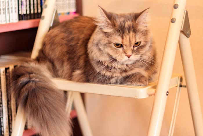 猫が「めんどくさい」と思っているときの仕草5選, 2.そっぽを向く, 3.しっぽをパタパタする, 4.あくびをする, 5.低い声で鳴く, 猫が「めんどくさい」サインを出しているときの対応法