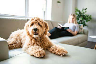 犬に『依存してしまう人』の共通点5選, 1.他に夢中になれることがない, 2.家族や友人との関係が希薄, 3.外へ出ずに家にいる時間が長い, 4.人生に強いストレスやトラウマを抱えている, 5.心配性で母性（父性）本能が強い, 犬に依存してしまうと起こりうる悪影響とは, 犬に依存しすぎないために意識すべき生活習慣
