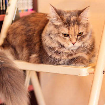 猫が「めんどくさい」と思っているときの仕草5選, 2.そっぽを向く, 3.しっぽをパタパタする, 4.あくびをする, 5.低い声で鳴く, 猫が「めんどくさい」サインを出しているときの対応法