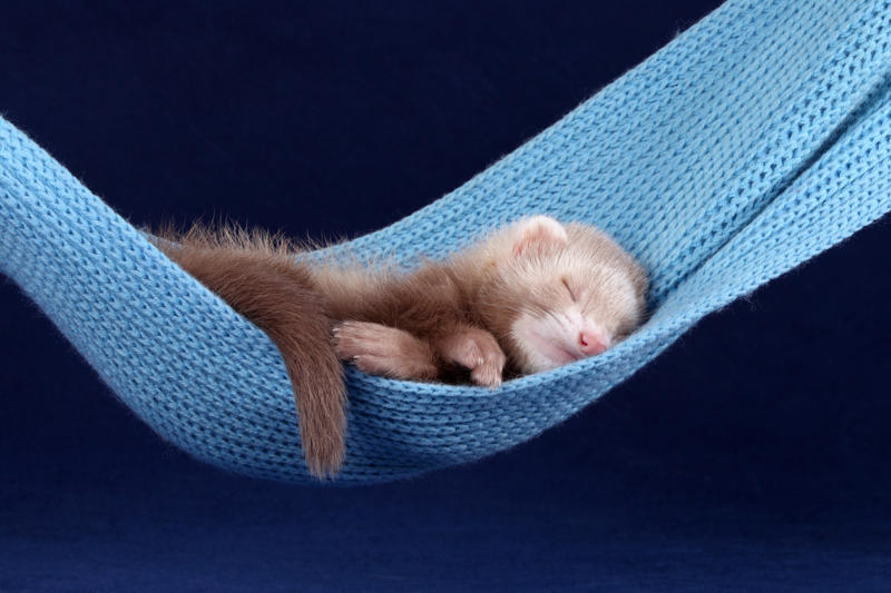 Sleepy babies and animals