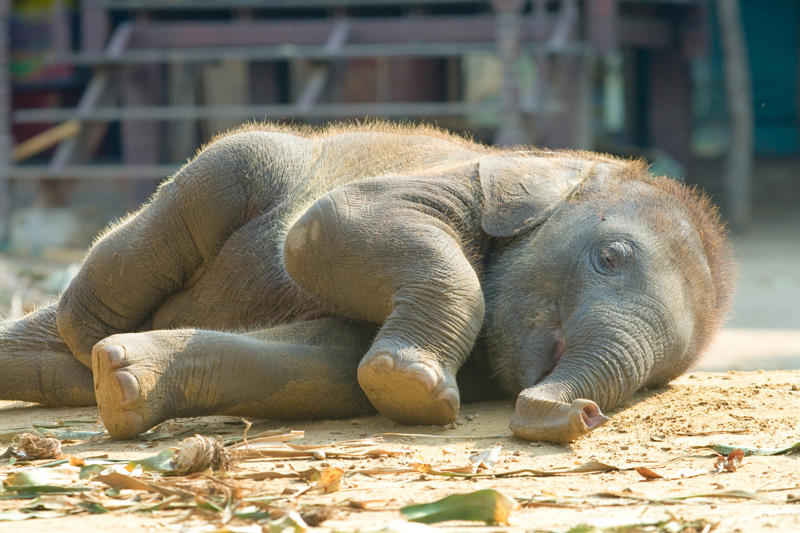 Sleepy babies and animals