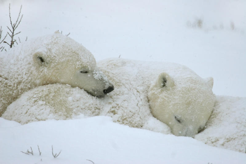 Sleepy babies and animals