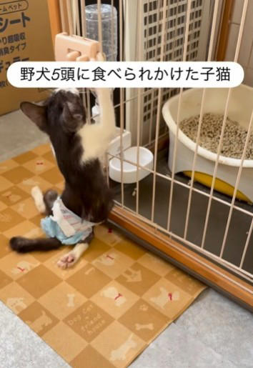 野犬に襲われ、絶望的な状態で発見, 家族での「看取り」を覚悟, 奇跡の「ゴロゴロ」, SNSで広がった支援の輪