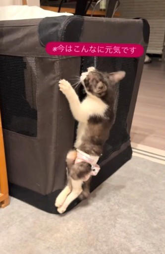 野犬に襲われ、絶望的な状態で発見, 家族での「看取り」を覚悟, 奇跡の「ゴロゴロ」, SNSで広がった支援の輪