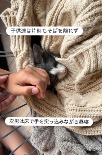 野犬に襲われ、絶望的な状態で発見, 家族での「看取り」を覚悟, 奇跡の「ゴロゴロ」, SNSで広がった支援の輪