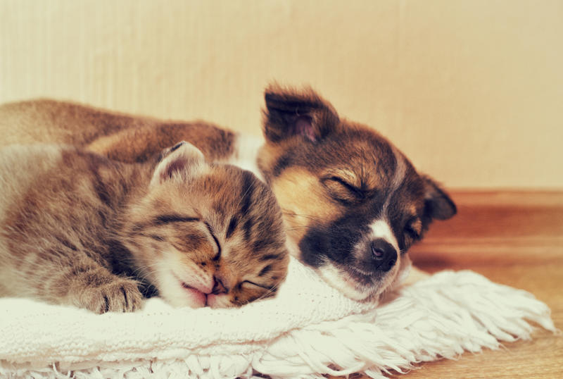 Sleepy babies and animals