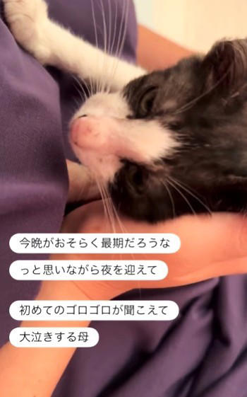 野犬に襲われ、絶望的な状態で発見, 家族での「看取り」を覚悟, 奇跡の「ゴロゴロ」, SNSで広がった支援の輪