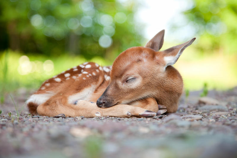 Sleepy babies and animals