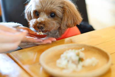 犬の手作りご飯のメリット・デメリットとは？, 犬に手作りご飯を与えるメリット, 犬に手作りご飯を与えるデメリット, 犬に絶対NGな『手作りご飯』の与え方, 1.犬が食べてはいけない食材を与える, 2.犬の好きな食材ばかり与える, 3.調味料で味付けする, 4.調理の仕方や衛生管理を怠る, 犬にとって理想的な食事とは？