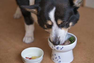犬の手作りご飯のメリット・デメリットとは？, 犬に手作りご飯を与えるメリット, 犬に手作りご飯を与えるデメリット, 犬に絶対NGな『手作りご飯』の与え方, 1.犬が食べてはいけない食材を与える, 2.犬の好きな食材ばかり与える, 3.調味料で味付けする, 4.調理の仕方や衛生管理を怠る, 犬にとって理想的な食事とは？