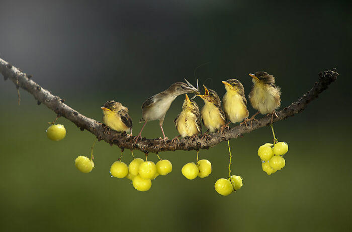 #5 Animals – Dikye Ariani. Mother's Love #1 Animals - By Grzegorz Bukalski. Winter Nap, #3 People – Best Entry By Josef Hinterleitner. Unser Lied, #5 Animals – Dikye Ariani. Mother's Love, #7 Animals - By Doris Dörfler-Asmus. Ohhhh Nein, #9 Animals - By Tilly Meijer. Kiekeboe, #11 Architecture And Technology - By Tadej Turk. Morning In Ljubljana, #13 Nature – Best Entry By Andreas Wolden. Isfjell, #15 Animals – Robert Sommer. Einzelzimmer Frei, #17 Sport – Category Winner By Andreas Bauer. Straßenfußball, #19 Aerial Photos - By Dani Guindo. Divided, #21 Hobby And Leisure - By Artur Pardo. Color Pencil Refraction, #23 Architecture And Technology - By Giorgio Pizzocaro. Shadows, #25 Sport – Best Entry By Simon Alvarez Foucher. Basket Acrobatique, #27 Travel & Culture – Best Entry By Edgard De Bono. Dances