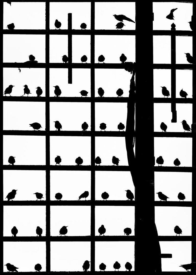 #15 Animals – Robert Sommer. Einzelzimmer Frei #1 Animals - By Grzegorz Bukalski. Winter Nap, #3 People – Best Entry By Josef Hinterleitner. Unser Lied, #5 Animals – Dikye Ariani. Mother's Love, #7 Animals - By Doris Dörfler-Asmus. Ohhhh Nein, #9 Animals - By Tilly Meijer. Kiekeboe, #11 Architecture And Technology - By Tadej Turk. Morning In Ljubljana, #13 Nature – Best Entry By Andreas Wolden. Isfjell, #15 Animals – Robert Sommer. Einzelzimmer Frei, #17 Sport – Category Winner By Andreas Bauer. Straßenfußball, #19 Aerial Photos - By Dani Guindo. Divided, #21 Hobby And Leisure - By Artur Pardo. Color Pencil Refraction, #23 Architecture And Technology - By Giorgio Pizzocaro. Shadows, #25 Sport – Best Entry By Simon Alvarez Foucher. Basket Acrobatique, #27 Travel & Culture – Best Entry By Edgard De Bono. Dances
