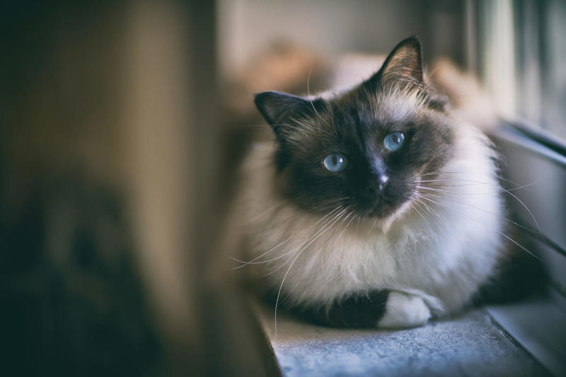 5) Birman 1) Ragdoll, 2) Maine Coons, 3) Birman, 4) American Shorthair, 5) Abyssinian, 6) Siamese, 7) British Shorthair, 8) Burmese, 9) Scottish Fold, 10) Exotic Shorthair, 11) Chartreux, 12) Bengal, 13) Ragamuffin