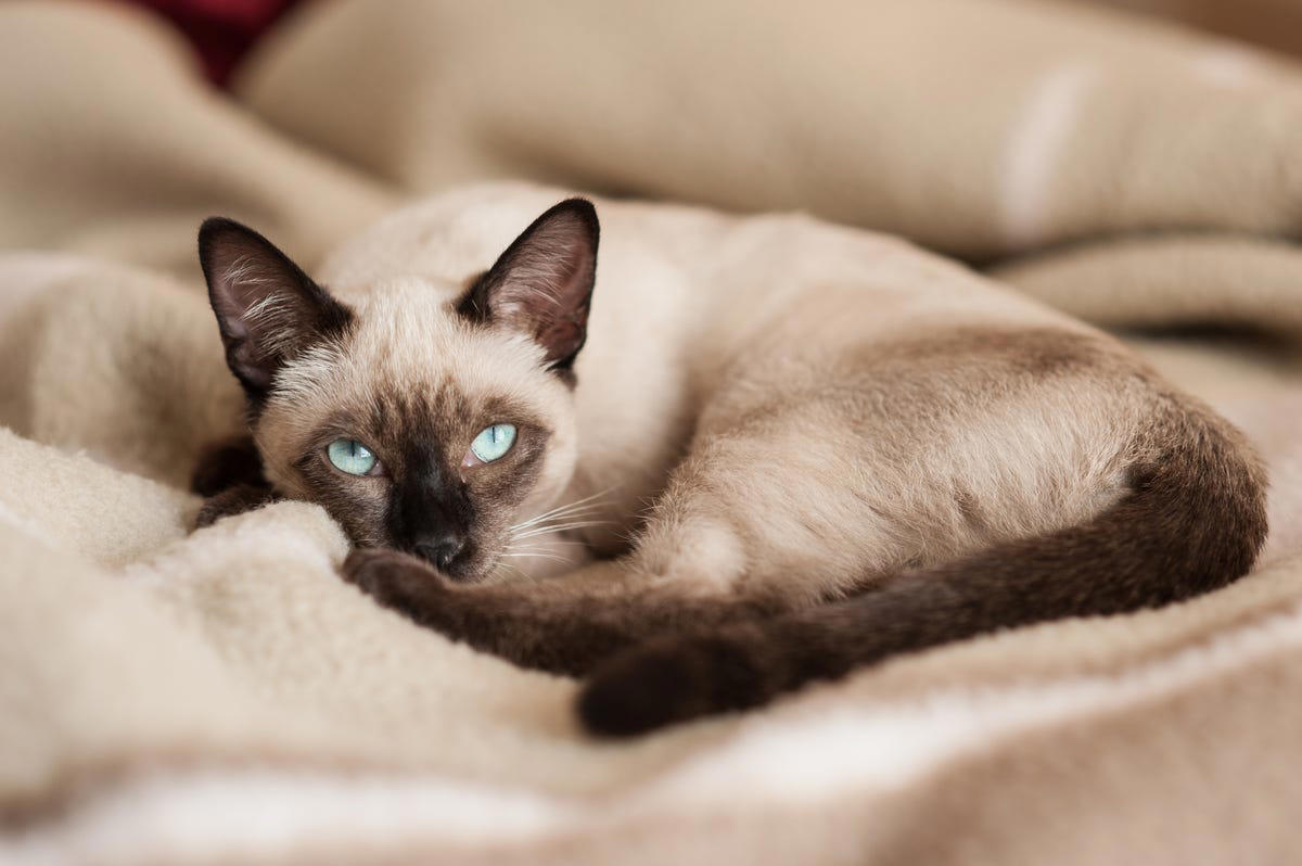 4) Siamese 1) Ragdoll, 2) Maine Coons, 3) Birman, 4) American Shorthair, 5) Abyssinian, 6) Siamese, 7) British Shorthair, 8) Burmese, 9) Scottish Fold, 10) Exotic Shorthair, 11) Chartreux, 12) Bengal, 13) Ragamuffin
