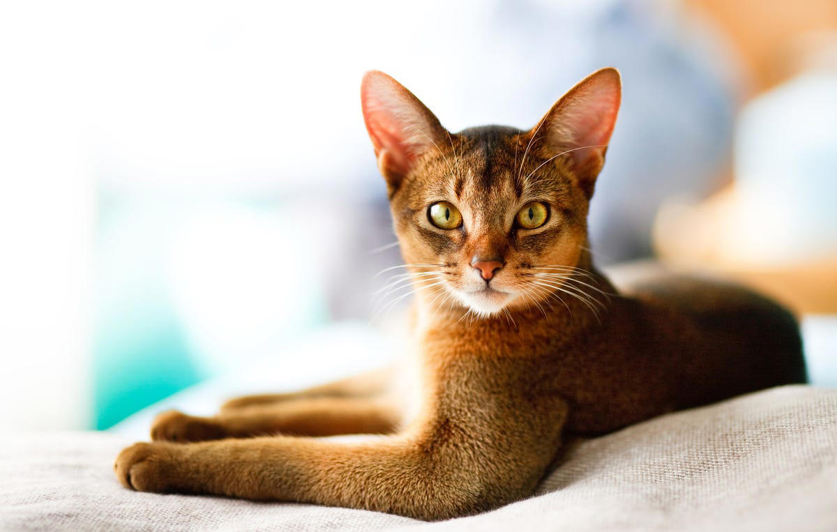 3) Abyssinian 1) Ragdoll, 2) Maine Coons, 3) Birman, 4) American Shorthair, 5) Abyssinian, 6) Siamese, 7) British Shorthair, 8) Burmese, 9) Scottish Fold, 10) Exotic Shorthair, 11) Chartreux, 12) Bengal, 13) Ragamuffin