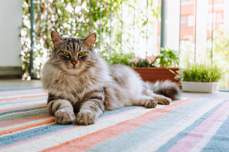1) Maine Coon 1) Ragdoll, 2) Maine Coons, 3) Birman, 4) American Shorthair, 5) Abyssinian, 6) Siamese, 7) British Shorthair, 8) Burmese, 9) Scottish Fold, 10) Exotic Shorthair, 11) Chartreux, 12) Bengal, 13) Ragamuffin