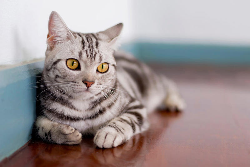 9) American Shorthair 1) Ragdoll, 2) Maine Coons, 3) Birman, 4) American Shorthair, 5) Abyssinian, 6) Siamese, 7) British Shorthair, 8) Burmese, 9) Scottish Fold, 10) Exotic Shorthair, 11) Chartreux, 12) Bengal, 13) Ragamuffin
