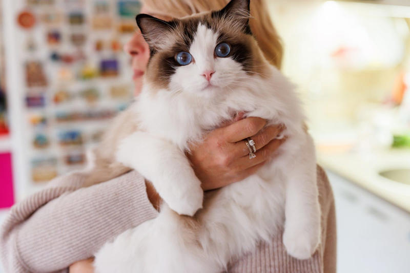 2) Ragdoll 1) Ragdoll, 2) Maine Coons, 3) Birman, 4) American Shorthair, 5) Abyssinian, 6) Siamese, 7) British Shorthair, 8) Burmese, 9) Scottish Fold, 10) Exotic Shorthair, 11) Chartreux, 12) Bengal, 13) Ragamuffin