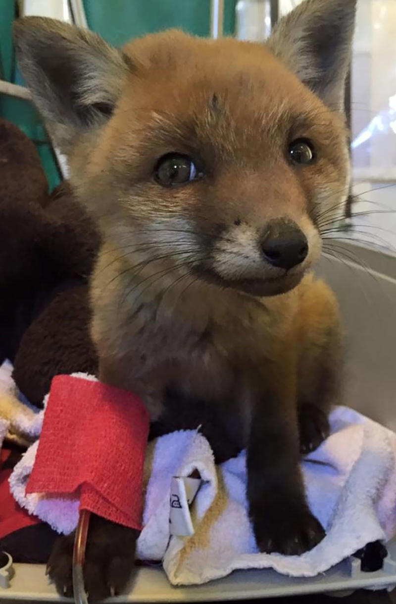#15 A Baby Fox Was Brought To Our Local Vet. Looks Almost Like CGI On This Pic #3 Proud Mum, #5 German Shepherd With Golden Retriever Mix. Cuteness Overload, #7 Vet's New Assistant, #9 My Friend's Dog Ate A Pot Brownie Yesterday, #11 This Vet With A Kitty In Her Pocket, #17 My Coworker Brought In Her Baby Goat, Matilda. 2.3 Lbs, #23 Wolf Pupper That Came Into The Veterinary Clinic, #27 Adorable Puppy Visits Vet, #29 Bone Went To The Vet And Passed All His Yearly Checkups, #31 My Vet Having Some Fun With A Litter Of Great Danes, #37 This Handsome Special Needs Kitten Is Now In Foster Care, #39 I'm A Vet. I Love My Profession, #47 A Teeny Weeny Shoulder Kitten (Another Reason To Love My Job)