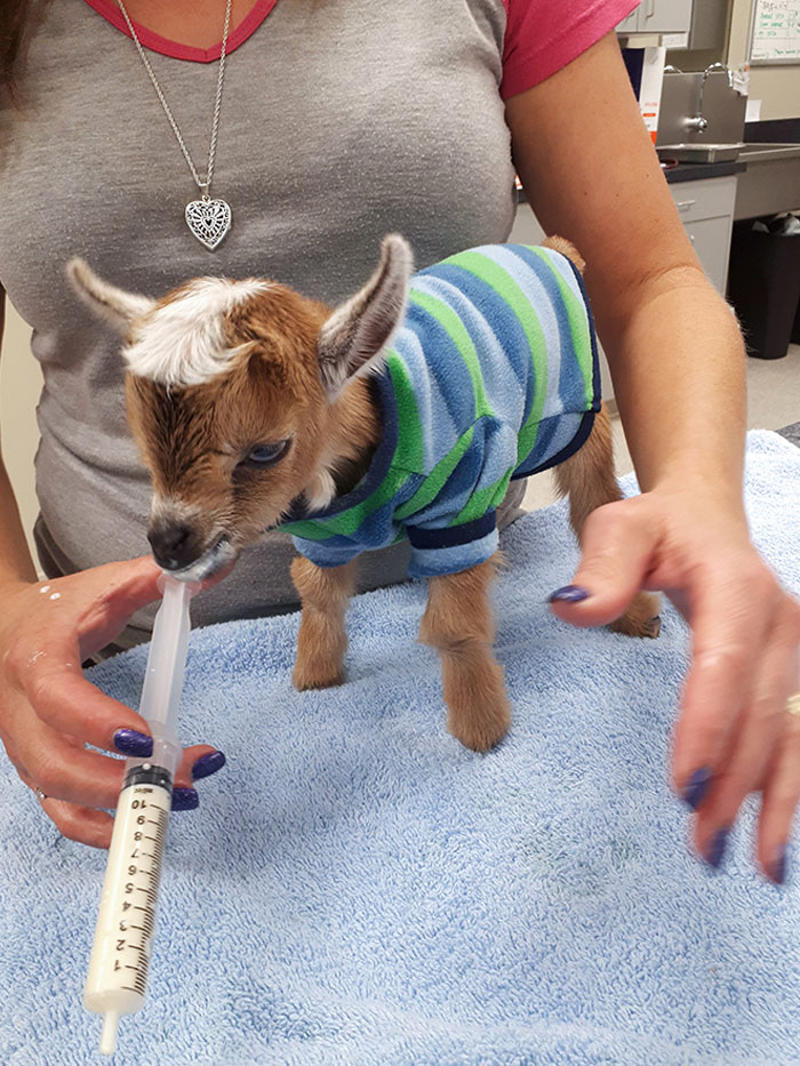 #17 My Coworker Brought In Her Baby Goat, Matilda. 2.3 Lbs #3 Proud Mum, #5 German Shepherd With Golden Retriever Mix. Cuteness Overload, #7 Vet's New Assistant, #9 My Friend's Dog Ate A Pot Brownie Yesterday, #11 This Vet With A Kitty In Her Pocket, #17 My Coworker Brought In Her Baby Goat, Matilda. 2.3 Lbs, #23 Wolf Pupper That Came Into The Veterinary Clinic, #27 Adorable Puppy Visits Vet, #29 Bone Went To The Vet And Passed All His Yearly Checkups, #31 My Vet Having Some Fun With A Litter Of Great Danes, #37 This Handsome Special Needs Kitten Is Now In Foster Care, #39 I'm A Vet. I Love My Profession, #47 A Teeny Weeny Shoulder Kitten (Another Reason To Love My Job)