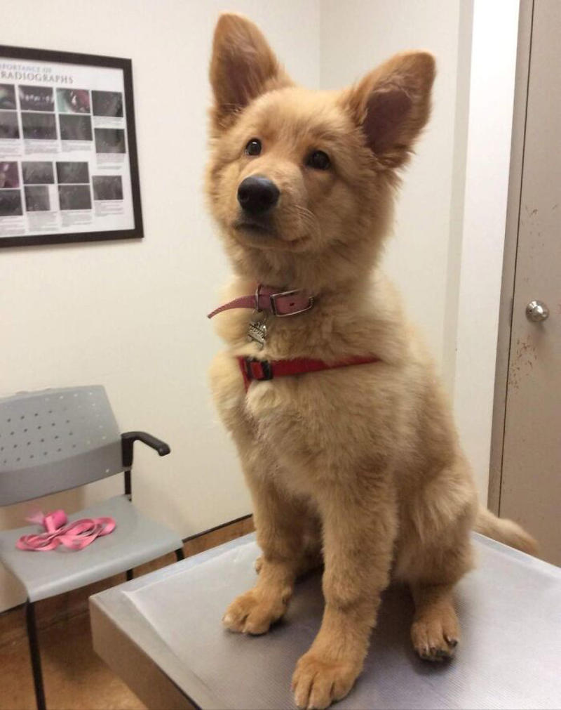 #5 German Shepherd With Golden Retriever Mix. Cuteness Overload #3 Proud Mum, #5 German Shepherd With Golden Retriever Mix. Cuteness Overload, #7 Vet's New Assistant, #9 My Friend's Dog Ate A Pot Brownie Yesterday, #11 This Vet With A Kitty In Her Pocket, #17 My Coworker Brought In Her Baby Goat, Matilda. 2.3 Lbs, #23 Wolf Pupper That Came Into The Veterinary Clinic, #27 Adorable Puppy Visits Vet, #29 Bone Went To The Vet And Passed All His Yearly Checkups, #31 My Vet Having Some Fun With A Litter Of Great Danes, #37 This Handsome Special Needs Kitten Is Now In Foster Care, #39 I'm A Vet. I Love My Profession, #47 A Teeny Weeny Shoulder Kitten (Another Reason To Love My Job)
