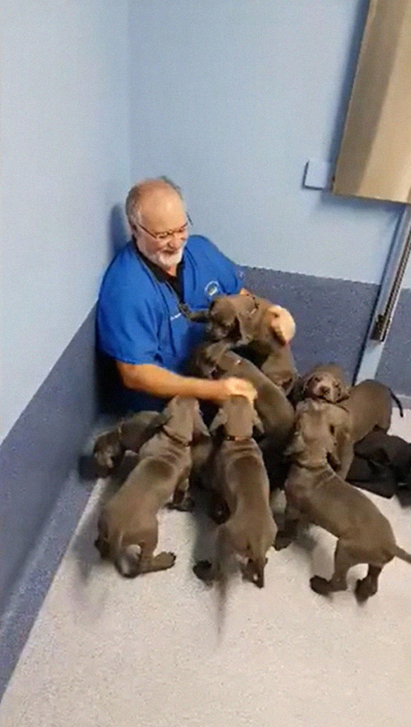 #31 My Vet Having Some Fun With A Litter Of Great Danes #3 Proud Mum, #5 German Shepherd With Golden Retriever Mix. Cuteness Overload, #7 Vet's New Assistant, #9 My Friend's Dog Ate A Pot Brownie Yesterday, #11 This Vet With A Kitty In Her Pocket, #17 My Coworker Brought In Her Baby Goat, Matilda. 2.3 Lbs, #23 Wolf Pupper That Came Into The Veterinary Clinic, #27 Adorable Puppy Visits Vet, #29 Bone Went To The Vet And Passed All His Yearly Checkups, #31 My Vet Having Some Fun With A Litter Of Great Danes, #37 This Handsome Special Needs Kitten Is Now In Foster Care, #39 I'm A Vet. I Love My Profession, #47 A Teeny Weeny Shoulder Kitten (Another Reason To Love My Job)