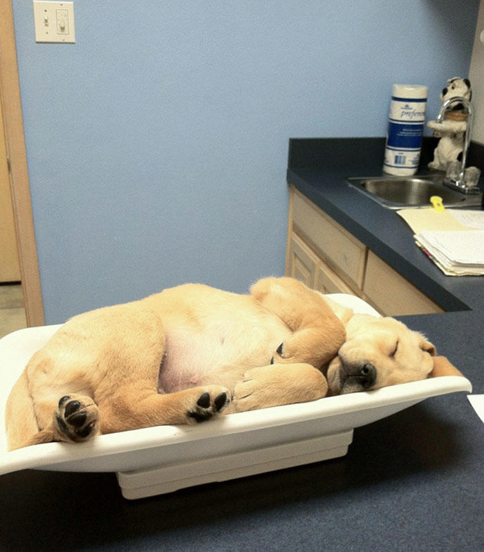 #35 My Mom, A Veterinarian, Just Sent Me A Picture Of One Of Her New Patients #3 Proud Mum, #5 German Shepherd With Golden Retriever Mix. Cuteness Overload, #7 Vet's New Assistant, #9 My Friend's Dog Ate A Pot Brownie Yesterday, #11 This Vet With A Kitty In Her Pocket, #17 My Coworker Brought In Her Baby Goat, Matilda. 2.3 Lbs, #23 Wolf Pupper That Came Into The Veterinary Clinic, #27 Adorable Puppy Visits Vet, #29 Bone Went To The Vet And Passed All His Yearly Checkups, #31 My Vet Having Some Fun With A Litter Of Great Danes, #37 This Handsome Special Needs Kitten Is Now In Foster Care, #39 I'm A Vet. I Love My Profession, #47 A Teeny Weeny Shoulder Kitten (Another Reason To Love My Job)