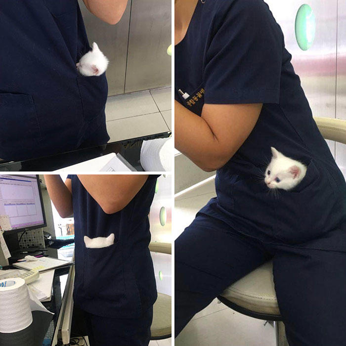 #11 This Vet With A Kitty In Her Pocket #3 Proud Mum, #5 German Shepherd With Golden Retriever Mix. Cuteness Overload, #7 Vet's New Assistant, #9 My Friend's Dog Ate A Pot Brownie Yesterday, #11 This Vet With A Kitty In Her Pocket, #17 My Coworker Brought In Her Baby Goat, Matilda. 2.3 Lbs, #23 Wolf Pupper That Came Into The Veterinary Clinic, #27 Adorable Puppy Visits Vet, #29 Bone Went To The Vet And Passed All His Yearly Checkups, #31 My Vet Having Some Fun With A Litter Of Great Danes, #37 This Handsome Special Needs Kitten Is Now In Foster Care, #39 I'm A Vet. I Love My Profession, #47 A Teeny Weeny Shoulder Kitten (Another Reason To Love My Job)