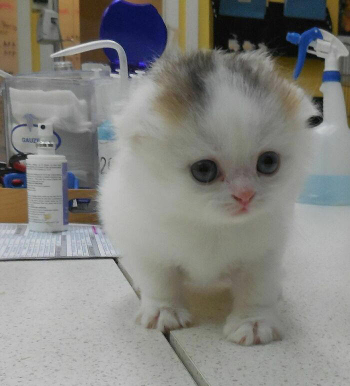 #19 The Second Male Calico The Vet Has Seen In Over 54 Years Of Practice #3 Proud Mum, #5 German Shepherd With Golden Retriever Mix. Cuteness Overload, #7 Vet's New Assistant, #9 My Friend's Dog Ate A Pot Brownie Yesterday, #11 This Vet With A Kitty In Her Pocket, #17 My Coworker Brought In Her Baby Goat, Matilda. 2.3 Lbs, #23 Wolf Pupper That Came Into The Veterinary Clinic, #27 Adorable Puppy Visits Vet, #29 Bone Went To The Vet And Passed All His Yearly Checkups, #31 My Vet Having Some Fun With A Litter Of Great Danes, #37 This Handsome Special Needs Kitten Is Now In Foster Care, #39 I'm A Vet. I Love My Profession, #47 A Teeny Weeny Shoulder Kitten (Another Reason To Love My Job)