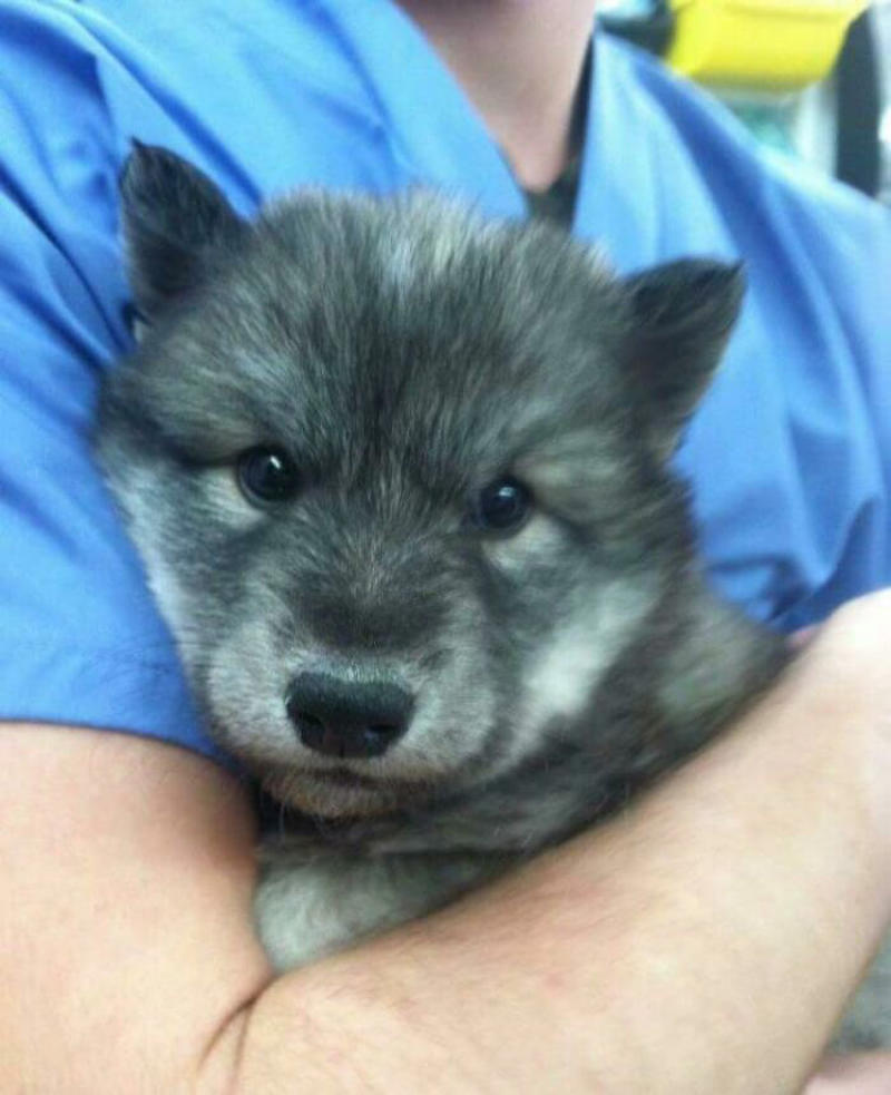 #23 Wolf Pupper That Came Into The Veterinary Clinic #3 Proud Mum, #5 German Shepherd With Golden Retriever Mix. Cuteness Overload, #7 Vet's New Assistant, #9 My Friend's Dog Ate A Pot Brownie Yesterday, #11 This Vet With A Kitty In Her Pocket, #17 My Coworker Brought In Her Baby Goat, Matilda. 2.3 Lbs, #23 Wolf Pupper That Came Into The Veterinary Clinic, #27 Adorable Puppy Visits Vet, #29 Bone Went To The Vet And Passed All His Yearly Checkups, #31 My Vet Having Some Fun With A Litter Of Great Danes, #37 This Handsome Special Needs Kitten Is Now In Foster Care, #39 I'm A Vet. I Love My Profession, #47 A Teeny Weeny Shoulder Kitten (Another Reason To Love My Job)