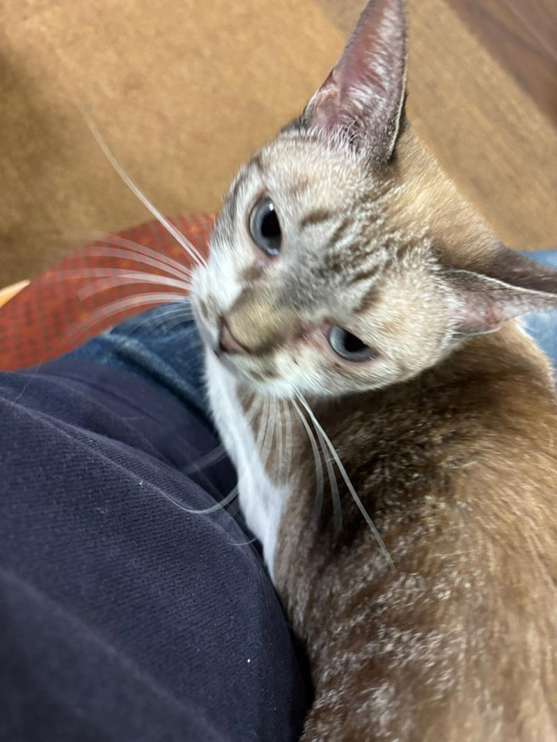威嚇してくるネコチャン, いちばん怖かったのは, 距離が縮まった理由, お名まえは「ネコチャン」で決定！