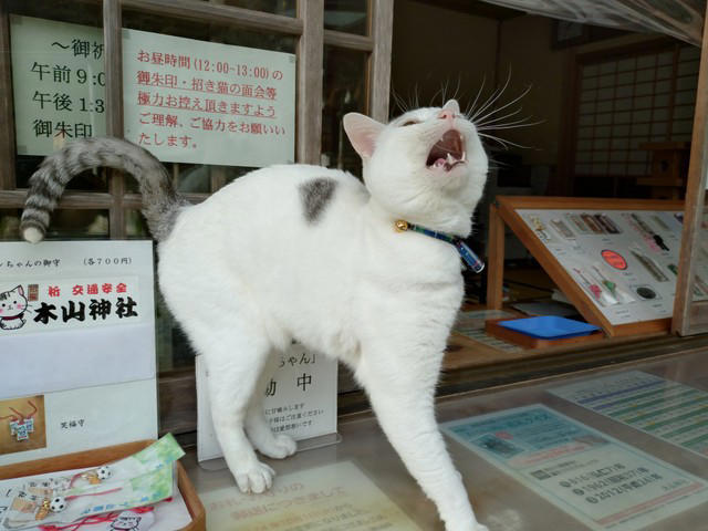  クックさんの甥っ子、招き猫二代目として活躍中,  保護犬・保護猫活動にも力を入れる神社,  招き猫テンちゃんの“お仕事”風景,  「会いに行きたい！」と全国から声,  会いたい人は“出勤情報”をチェック