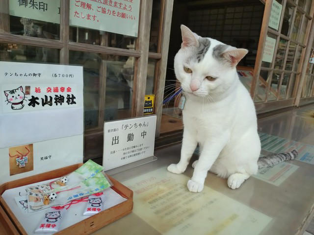  クックさんの甥っ子、招き猫二代目として活躍中,  保護犬・保護猫活動にも力を入れる神社,  招き猫テンちゃんの“お仕事”風景,  「会いに行きたい！」と全国から声,  会いたい人は“出勤情報”をチェック