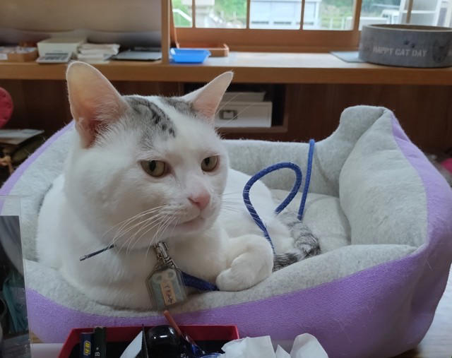  クックさんの甥っ子、招き猫二代目として活躍中,  保護犬・保護猫活動にも力を入れる神社,  招き猫テンちゃんの“お仕事”風景,  「会いに行きたい！」と全国から声,  会いたい人は“出勤情報”をチェック
